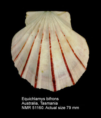 Equichlamys bifrons.jpg - Equichlamys bifrons(Lamarck,1819)